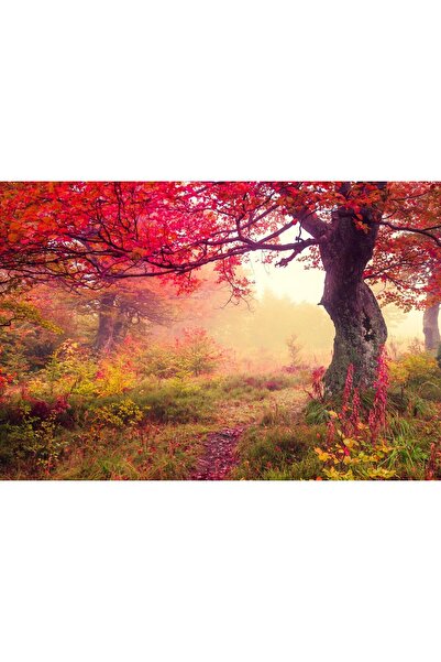 Zumzeria Pictură pe pânză Copaci cu frunze roșii, 80x50cm, canvas44,