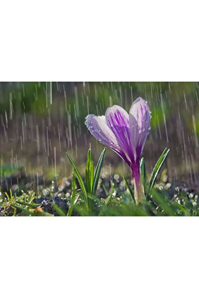 Zumzeria Tablou pe pânză Ploaie care cade pe un frumos crocus violet, 80x50cm...