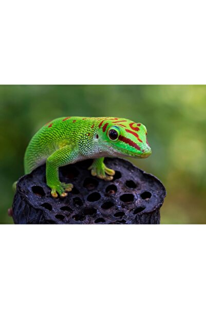 Zumzeria Картина върху платно Красиви цветове на гекон, 80x50 см, canvaspaint...