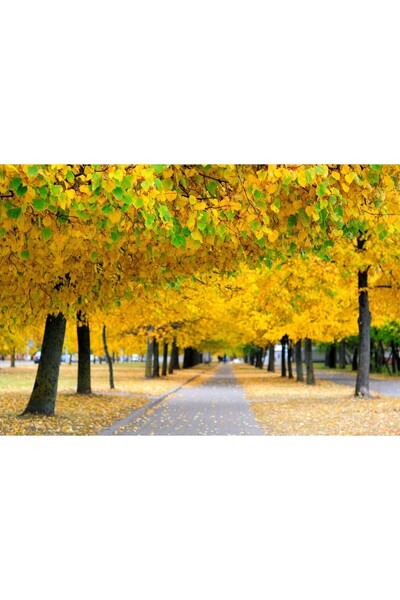 Zumzeria Tablou Canvas Culori strălucitoare de toamnă pe alee, 80x50cm, tablo...