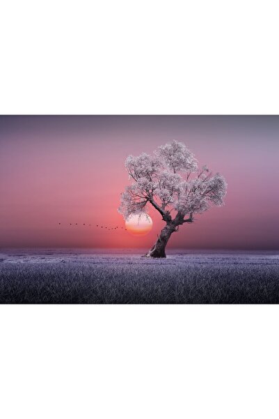 Zumzeria Tablou Canvas White Leafy Tree Under Beautiful Sunset, 80x50cm, tabl...