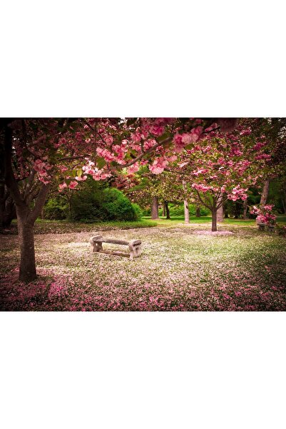 Zumzeria Tablou Canvas Parc cu flori de cireș în aprilie, 80x50cm, tabloucanv...