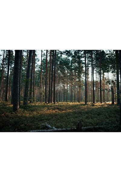 Zumzeria Pictură pe pânză Pădure în lumina zilei, 80x50cm, pânză640,