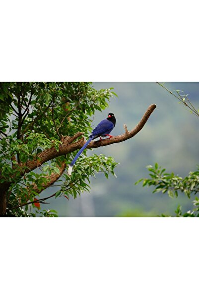 Zumzeria Tablou Canvas Pasăre Perfectă Albastru cobalt Așezată pe Creangă, 80...