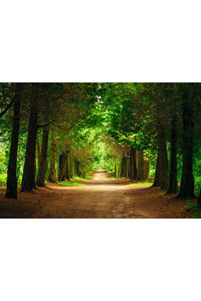 Zumzeria Pictură pe pânză - Tunel cu cărare în copac, 80x50cm, canvas55,