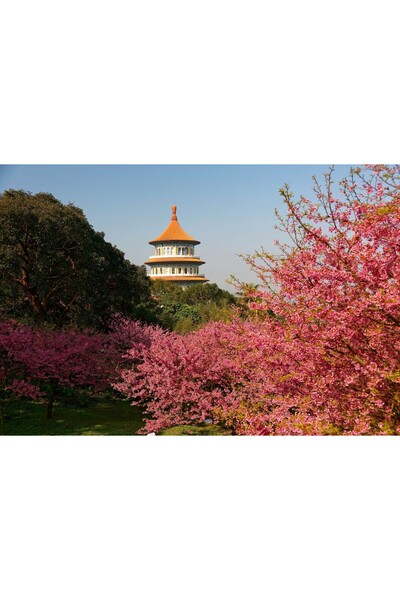 Zumzeria Tablou Canvas Wonderful Spring In Taipei, 80x50cm, tabloucanvas1282,
