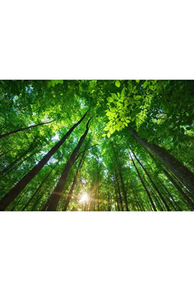 Zumzeria Pictură pe pânză Copaci cu frunze strălucitoare, 80x50cm, tableaucan...