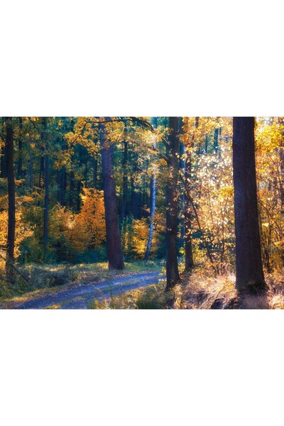 Zumzeria Pictură pe pânză Toamnă în pădure, 80x50cm, canvaspainting452,