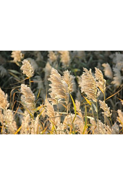 Zumzeria Картина на платно Лятна златна пшеница, 80x50см, картина на платно956