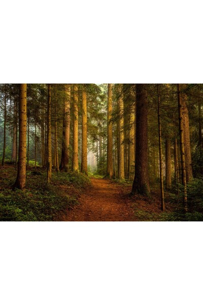 Zumzeria Tablou Canvas Trail In The Pine Forest, 80x50cm, tabloucanvas601,