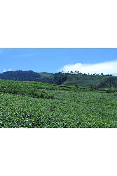 Zumzeria Pictură pe pânză Teren agricol frumos vara, 80x50cm, pictură pe pânz...