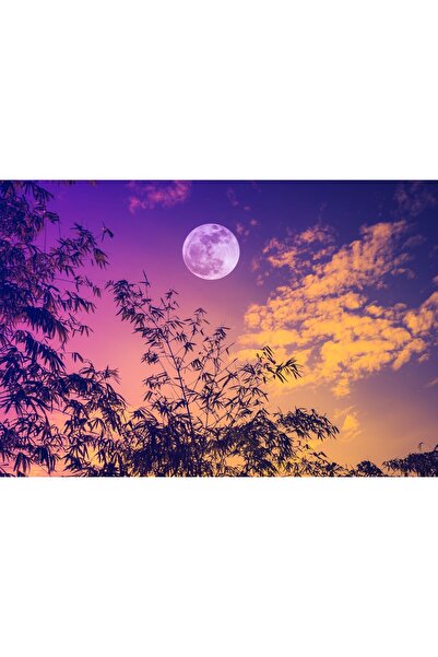 Zumzeria Tablou Canvas Lună plină strălucitoare peste copacii de bambus, 80x5...