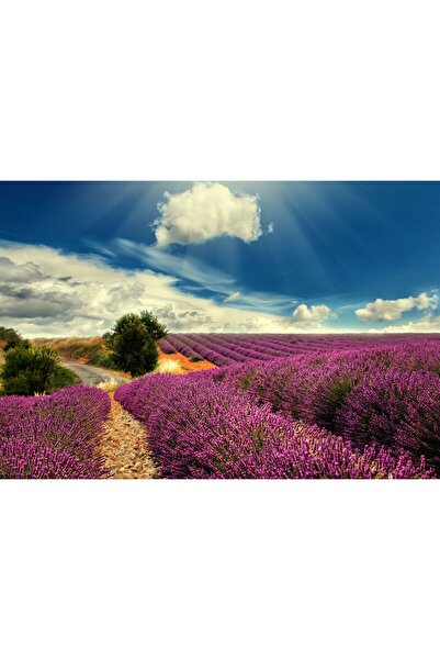 Zumzeria Tablou Canvas Magical Lavender Filed, 80x50cm, tabloucanvas804,
