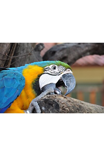 Zumzeria Tablou Canvas Frumoasa macaw albastră cu zambilă, 80x50cm, tabloucan...