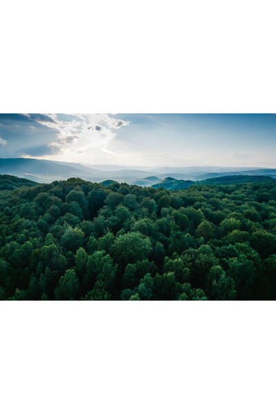Zumzeria Таблу платно Гъста красива планинска гора, 80x50см, tabuloucanvas1056