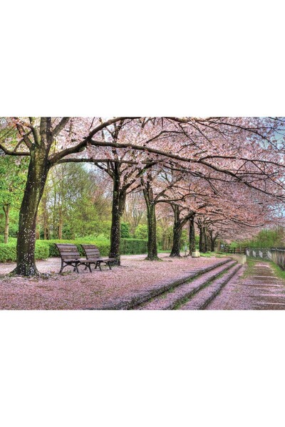 Zumzeria Tablou pânză Alee frumoasă cu flori de cireș roz, 80x50cm, tabloucan...