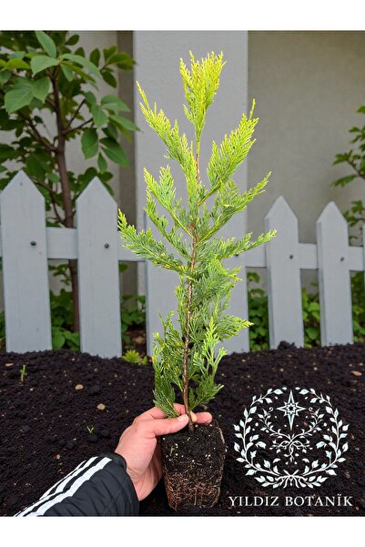 YILDIZ BOTANİK 10 Adet Goldrider Çam Ağacı Çit Bitkisi Altuni Leylandi Fidanı...