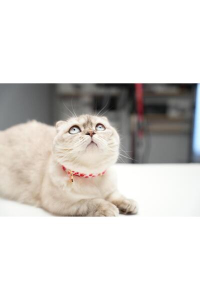 GoPawGo طوق قطط ساحر لعيد الحب