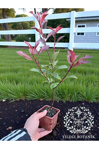 YILDIZ BOTANİK Alev Ağacı Çit Bitkisi Alev Çiçeği Fidanı Photinia Red Robin 2...