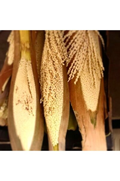 Adem Tırtır Organik Saf Hurma Poleni