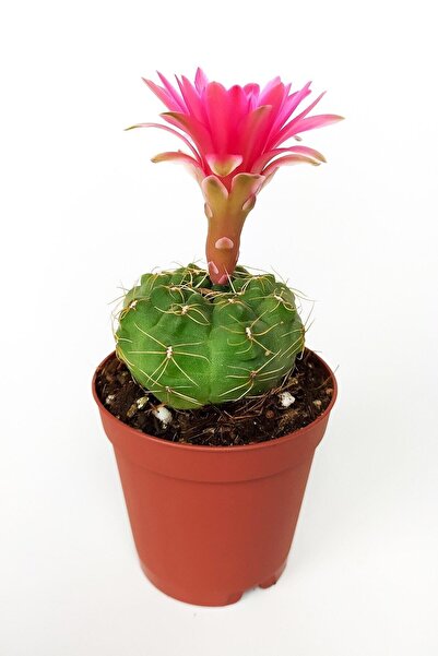 Toptan Kaktüs Gymnocalycium Baldianum Göz Alıcı Pembe Çiçekli Özel Tür Kaktüs