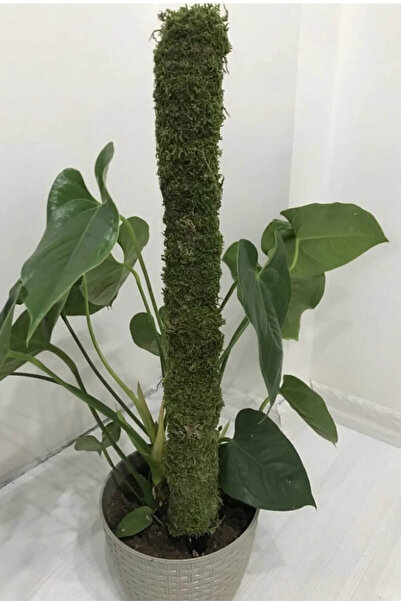 bitkicim Bitki Destek Çubuğu 40cm (YOSUN SOPASI)