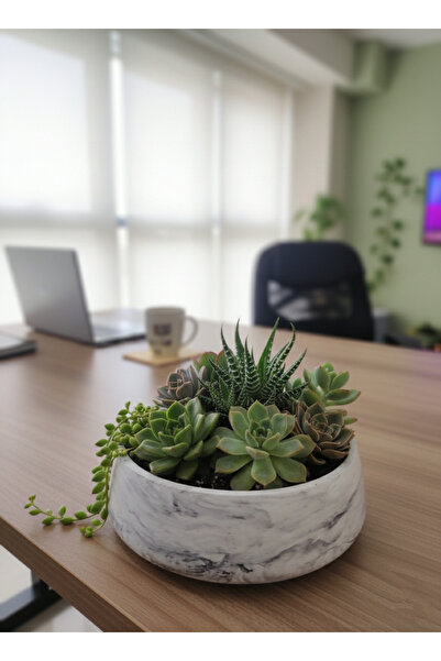 Gold Garden Beton saksı sukulent bonzai teraryum arajman çiçek saksısı (Bitki...