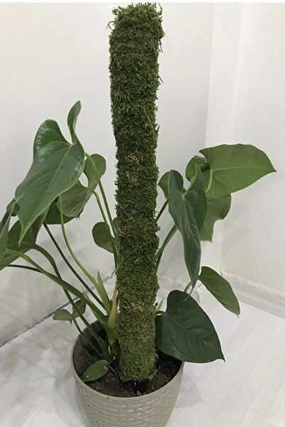 iç mekan bitkicisi Bitki Destek Çubuğu (YOSUN SOPASI) 60cm