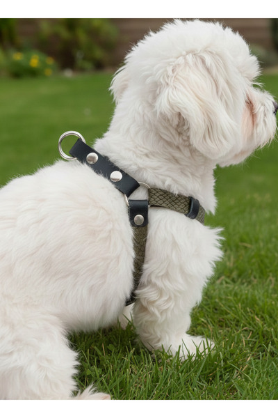 balkonda Dog Collar Small Breed Adjustable Genuine Leather Khaki