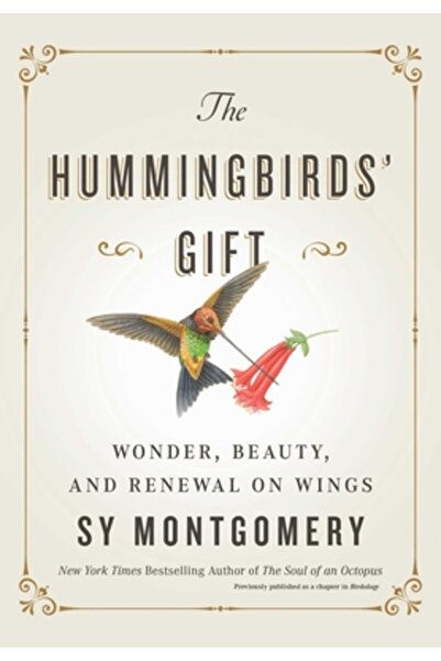 Atria Darul colibrilor: Minune, frumusețe și reînnoire pe aripi