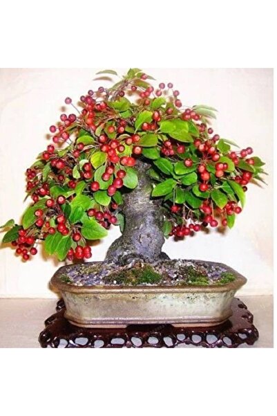 prestijiseed 3 Adet Bodur Bonsai Vişne Ağacı Tohumu
