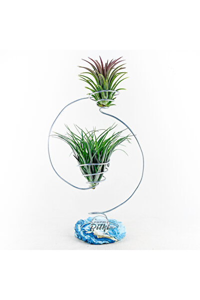 Gurme Bitki Yin & Yang - Hava Bitkisi Airplant Tillandsia ionantha Stricta Ar...