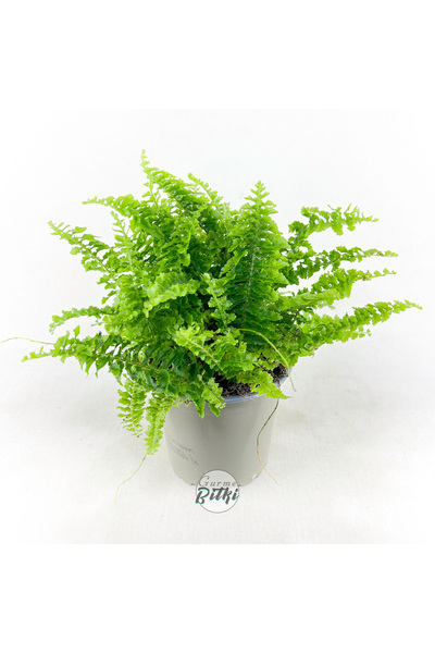 Gurme Bitki Nephrolepis Exaltata "Cotton Candy" (8.5 cm Saksıda) Özel Tür Aşk...
