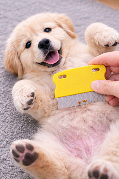 Arvital مشط قطط وكلاب لإزالة القمل والطفيليات الخارجية، مشط فولاذي لتنظيف الق...