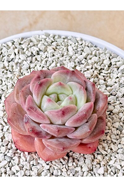 Mialys Premium Seri | Sukulent Echeveria Ice Soul SP. – Beyaz Saksılı Koleksi...