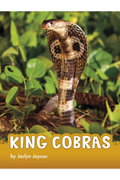 Pebble Books Cobre regale