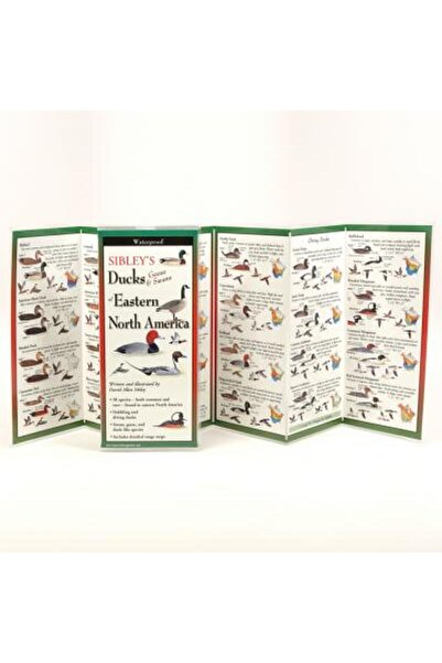 Univ Of Pennsylvania Pr Rațele, gâștele și lebedele lui Sibley din estul Amer...