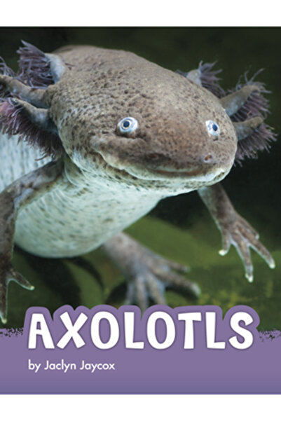 Pebble Books Axolotli