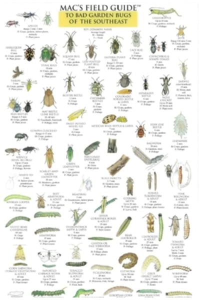 Mountaineers Books Ghidul lui Mac pentru insectele de grădină din sud-est