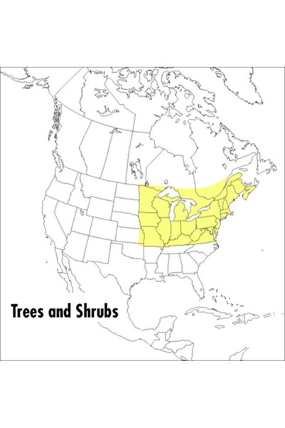 Houghton Mifflin Harcourt (Hmh) Un ghid de teren pentru copaci și arbuști: no...