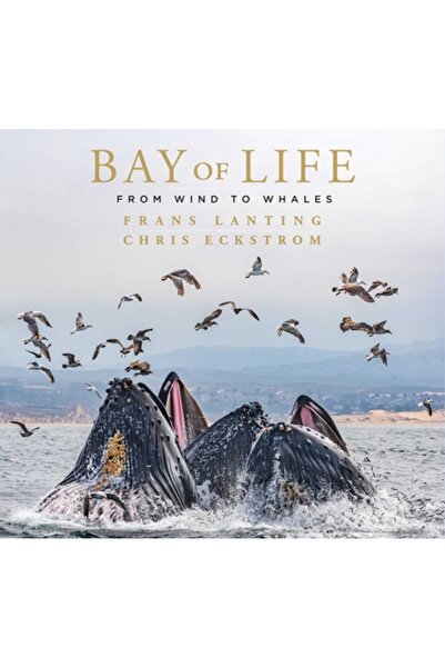 Earth Aware Editions Golful Vieții: De la vânt la balene