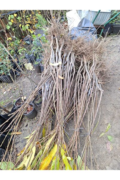 ZEYSEN TROPİKAL AŞILI MARAVAL BETIZAC KESTANE FİDANI AÇIK KÖK 120-150 CM