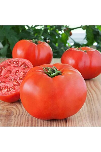 TABER 5 Adet Beef İri Domates Fidesi