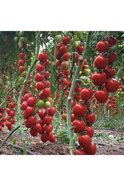 TABER 5 Adet Çok Verimli Salkım Domates Fidesi