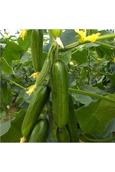 prestijiseed Süper Paket 300 Adet Çengelköy Salatalık Tohumu Hıyar Tohumu