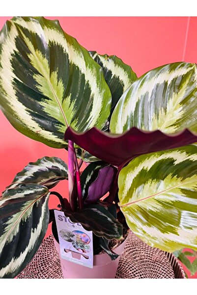 GREENVILA Calathea Dua Çiçeği | Desenli Yapraklı Canlı Salon Bitkisi | Dekora...