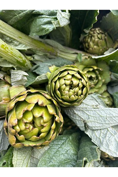 Enginar Mevsimi Dalından (SOYULMAMIŞ) Taze Kalp Aydın Enginarı | 1 Adet