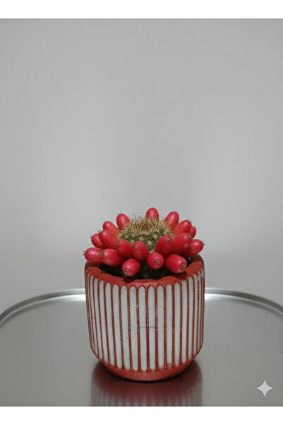 Green 💚 Işıl Işıl Altın Top Kaktüs (Gymnocalycium)