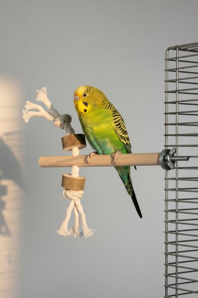 Alyones Wooden Bird Perch |   15 cm Bird Perches with Rope and Ring |   Parrot & Small Bird Cage Accessory