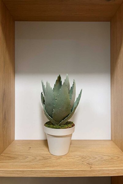 MAKİ DEKOR SAKSILI YAPAY SKULENT 23 CM BOYUNDA DEKORATİF EV OFİS DEKOR ARANJMANI